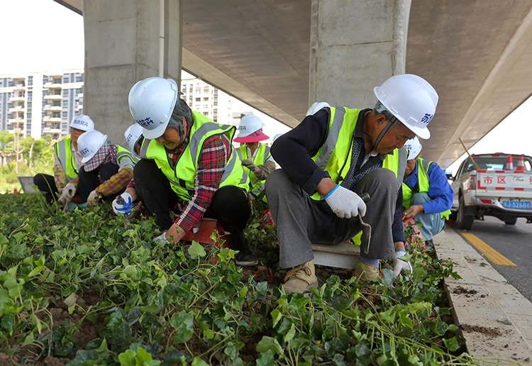 8、東環路高架下常春藤種植中.JPG