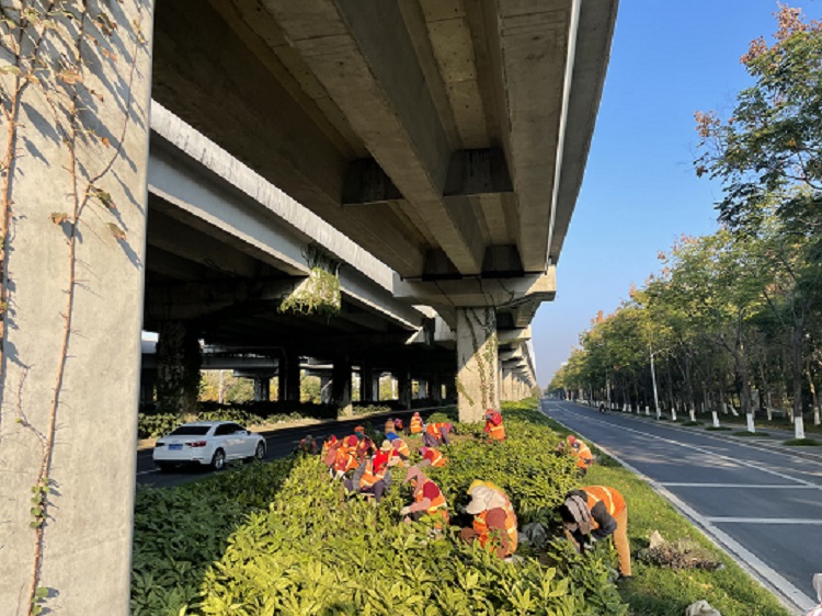 西環路補植麥冬2.jpg