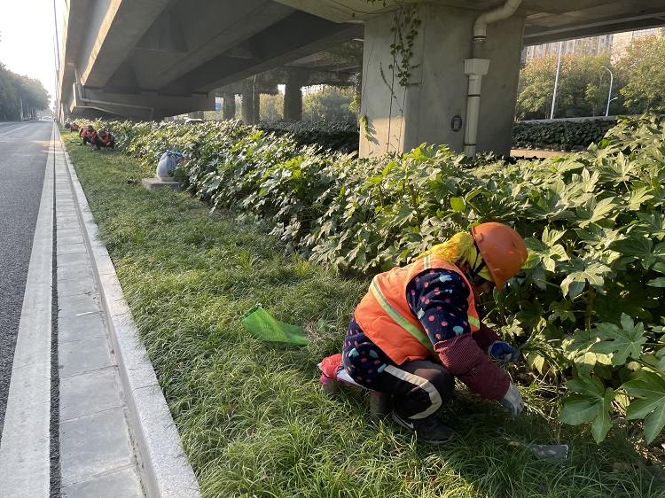 西環路海洋路補植麥冬.jpg