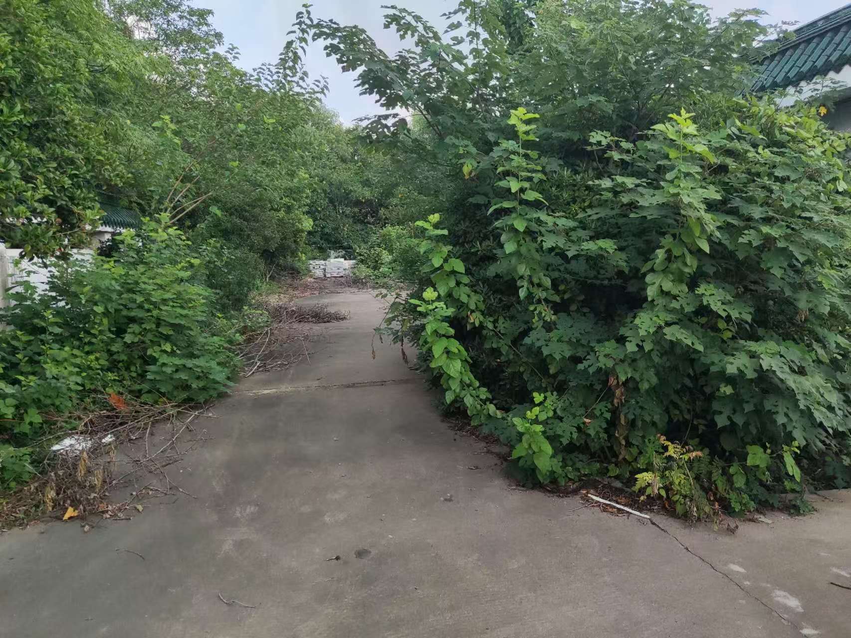 西側小院2.jpg